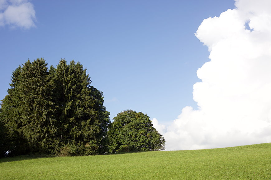 Green meadow with trees and blue sky with clouds