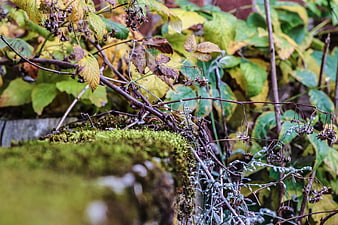 Close-up of mossy stone with autumn leaves and dried vines