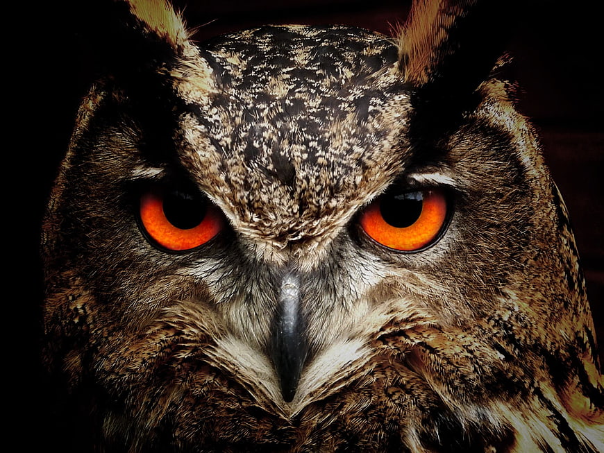 Close-up portrait of an owl with intense orange eyes