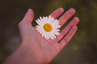 Hand holding a white daisy flower in nature