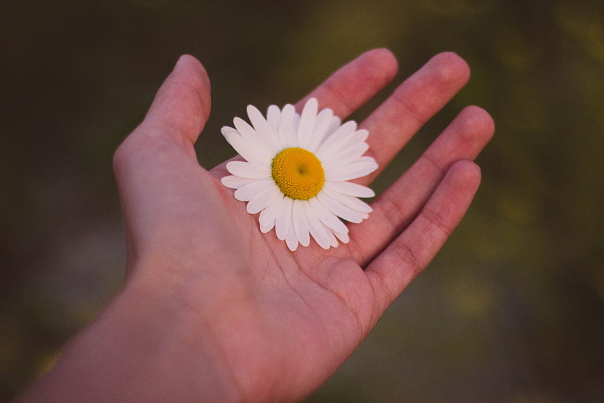Hand holding a white daisy flower in nature