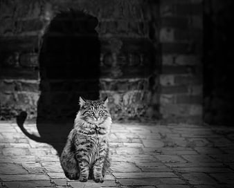 Fluffy Tabby Cat Sitting in Dramatic Black and White Light