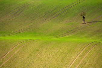 Aerial view of rolling green agricultural fields with a lone tree