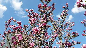 Pink Magnolia Blossoms Against Blue Sky