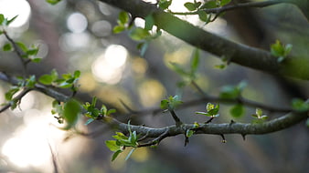 Close-up of fresh green buds on a tree branch with bokeh