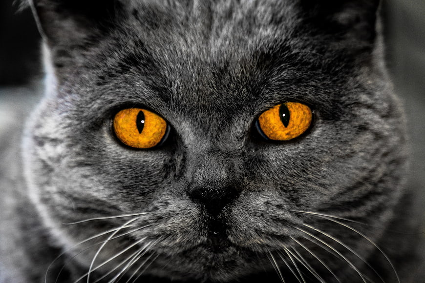 Close-up of Gray Cat with Intense Amber Eyes