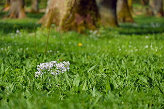 Wildflower Bloom In Lush Green Meadow With Blurred Tree Trunks