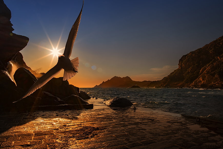 Seagull Flying Silhouette at Sunset Over Rocky Coastline