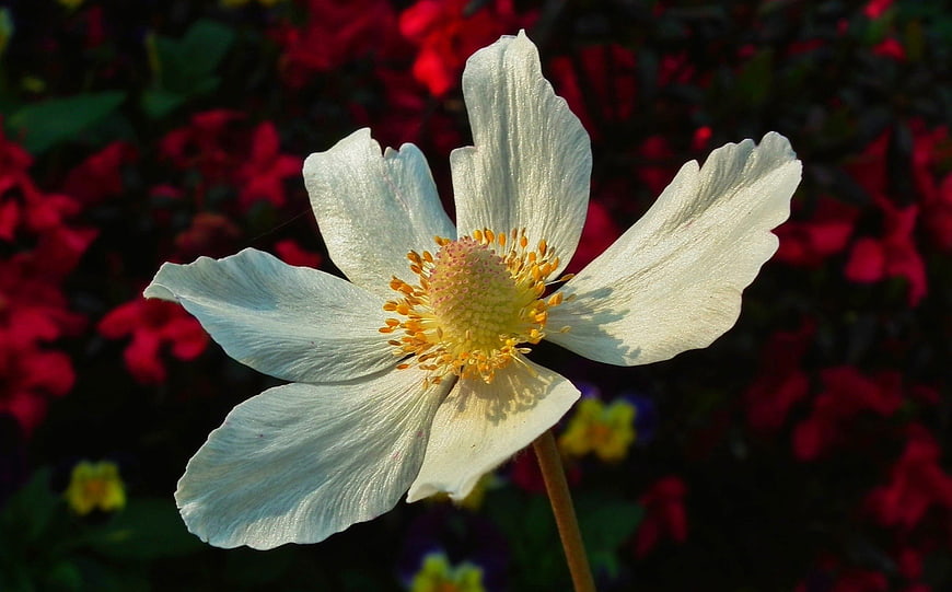 White Anemone Flower Closeup with Red Background