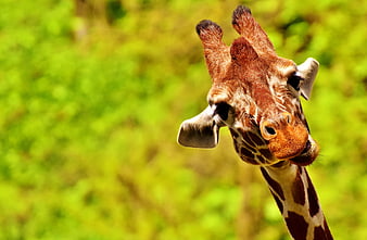 Close-up portrait of a giraffe head against a vibrant green background