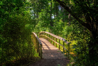 Wooden Bridge in Lush Green Forest Path