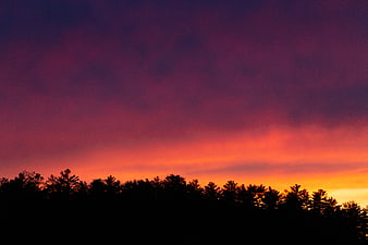 Vibrant Sunset Sky Over Silhouetted Pine Forest