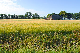 Golden wheat field with traditional Dutch farmhouse in summer