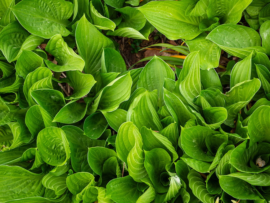 Lush Green Hosta Leaves Close-Up Background