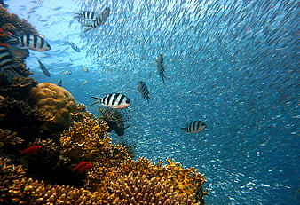 Vibrant coral reef with school of fish underwater