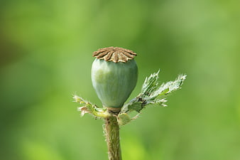 Close-up of a green poppy seed pod on a blurred background
