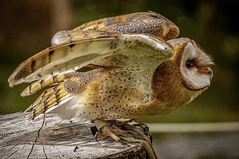 Barn Owl With Spread Wings Perched On Weathered Wood