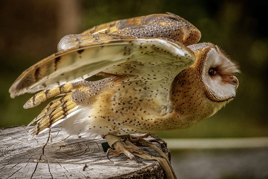 Barn Owl With Spread Wings Perched On Weathered Wood