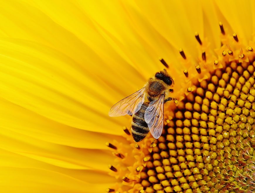 Close-up of a Honey Bee Pollinating a Sunflower