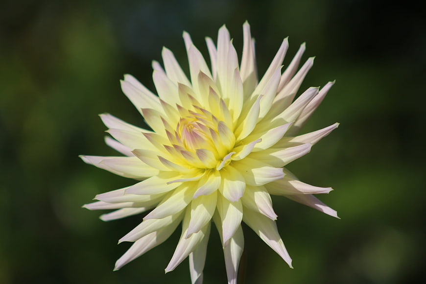 Close-up of a pale yellow dahlia flower with pink tips