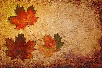 Autumn Maple Leaves on Vintage Textured Paper Background