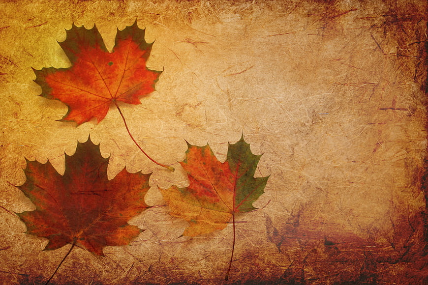 Autumn Maple Leaves on Vintage Textured Paper Background
