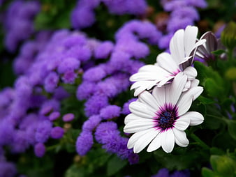 White Osteospermum Daisy with Purple Center against Blurred Background