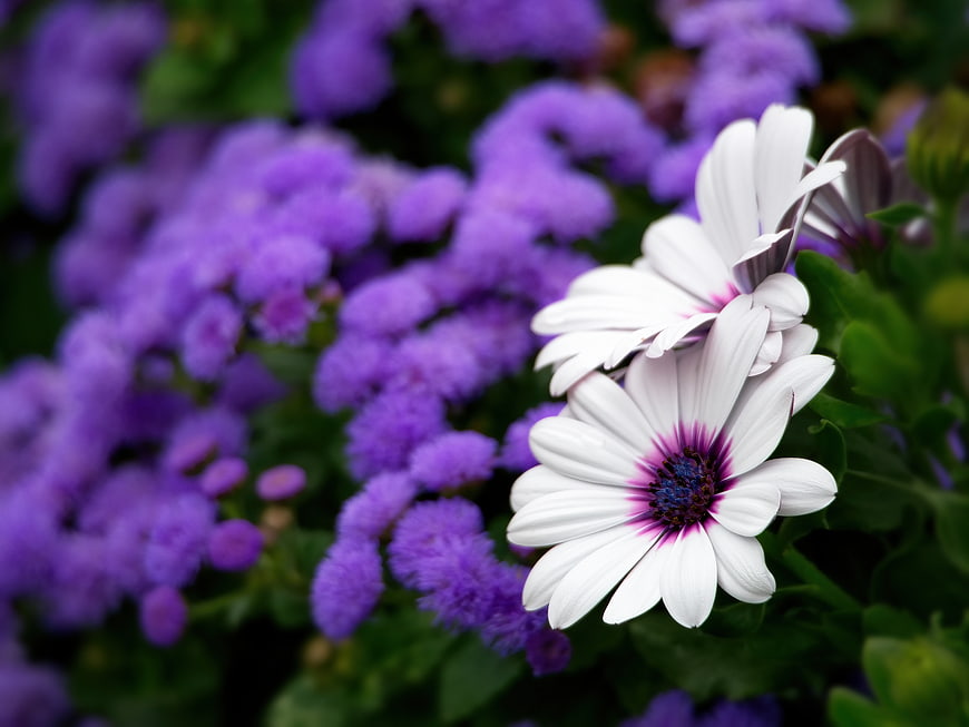 White Osteospermum Daisy with Purple Center against Blurred Background