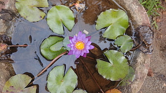 Purple Water Lily Blooming in Small Pond