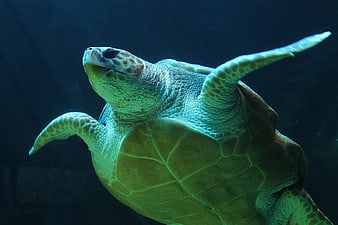 Underwater Sea Turtle Swimming in Deep Blue Ocean
