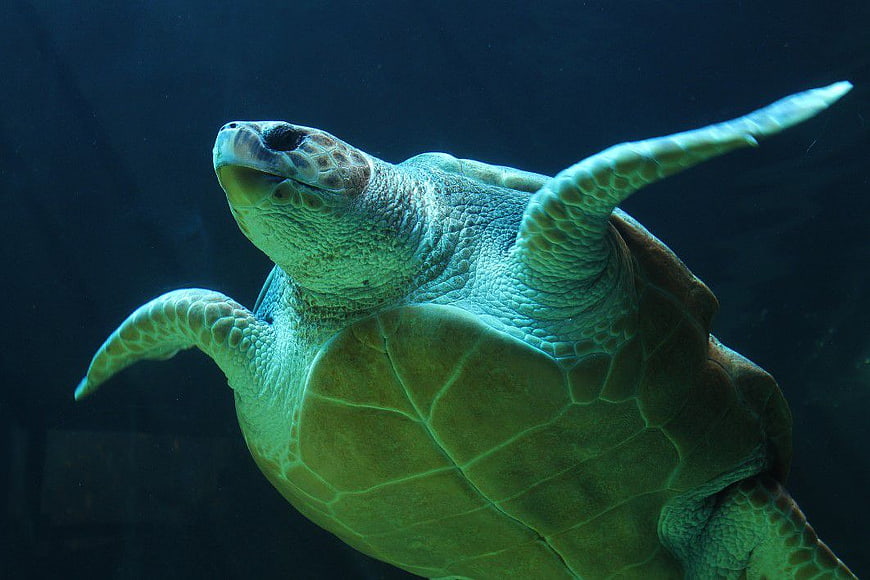 Underwater Sea Turtle Swimming in Deep Blue Ocean