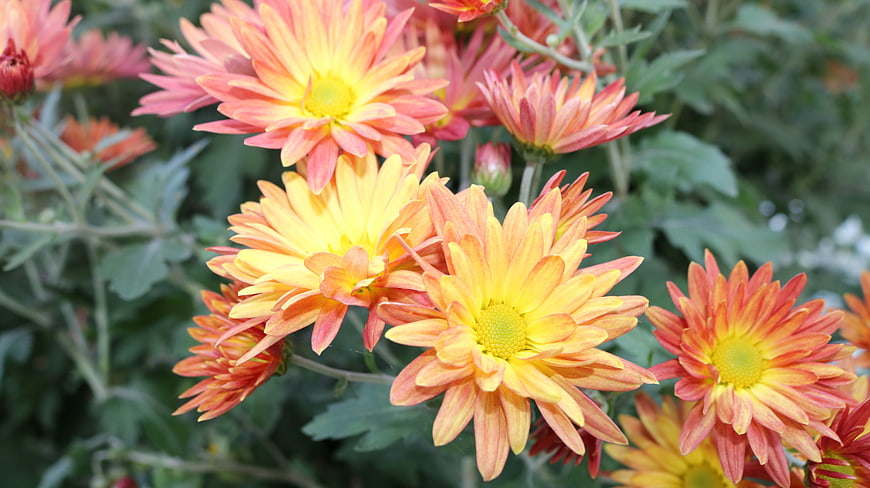 Vibrant Orange and Yellow Chrysanthemums in Bloom