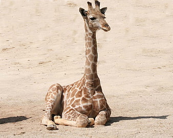 Young Giraffe Resting On Sandy Ground In Zoo Enclosure