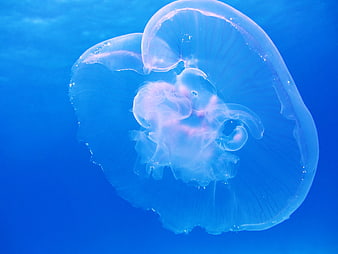 Translucent Moon Jellyfish Floating in Blue Water
