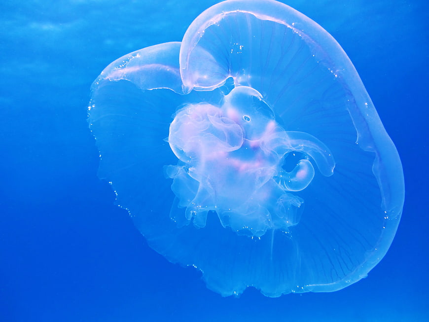 Translucent Moon Jellyfish Floating in Blue Water