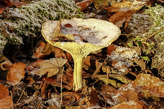 Yellow mushroom covered in frost among autumn leaves