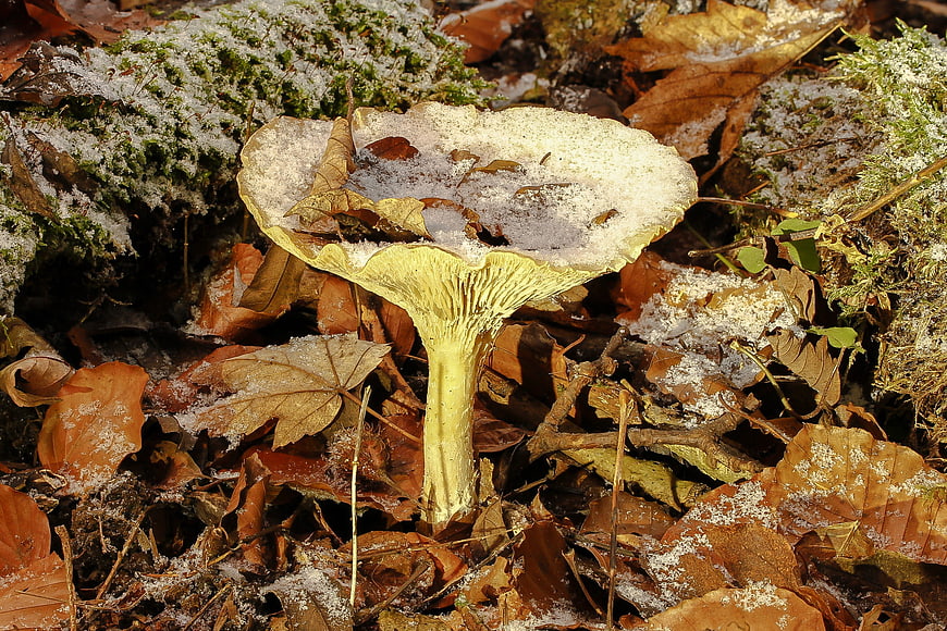 Yellow mushroom covered in frost among autumn leaves