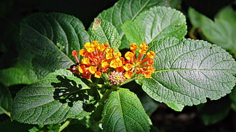 Close-up of vibrant orange and yellow Lantana flowers with green leaves