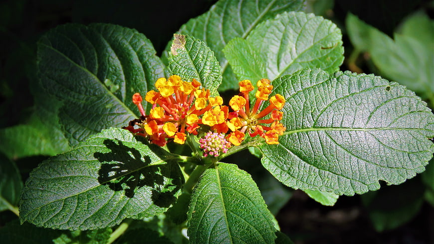 Close-up of vibrant orange and yellow Lantana flowers with green leaves