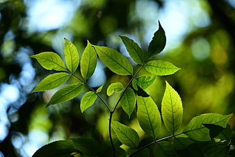 Backlit Green Leaves With Visible Veins Against Blurred Forest Background
