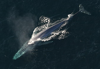 Aerial view of a blue whale swimming in the ocean