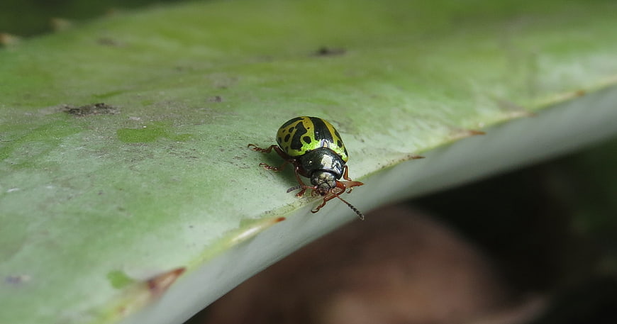 Macro shot of a yellow and black beetle on a cactus leaf