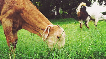 Brown Goat Grazing in Green Pasture with Another Goat