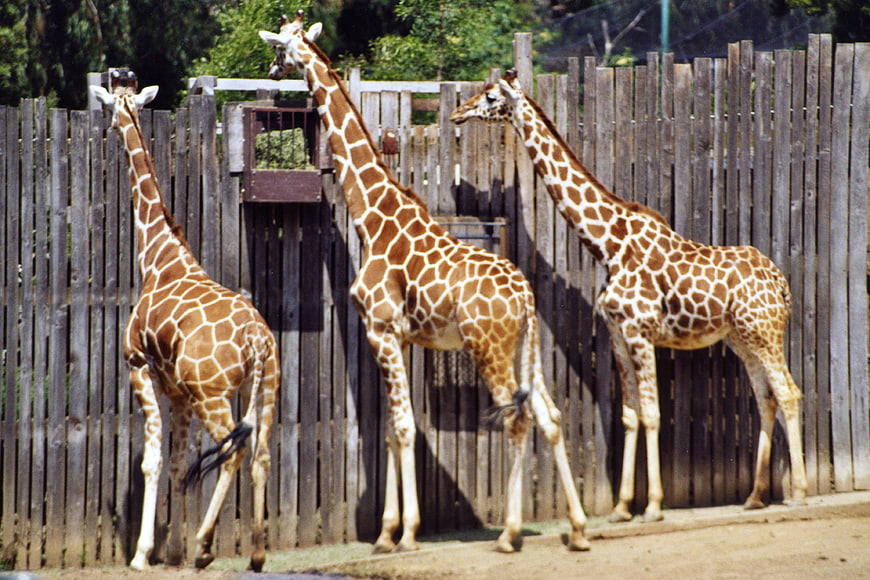 Three giraffes standing in a zoo enclosure