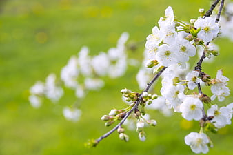 White Cherry Blossoms on Branch with Green Bokeh Background
