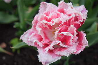 Close-up of a pink and white fringed tulip flower