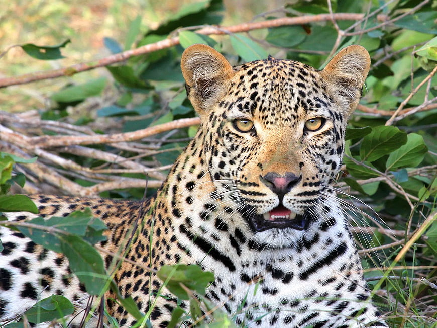 Close-up of a leopard resting in green foliage