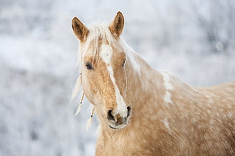 Palomino Horse Portrait in Snowy Winter Landscape