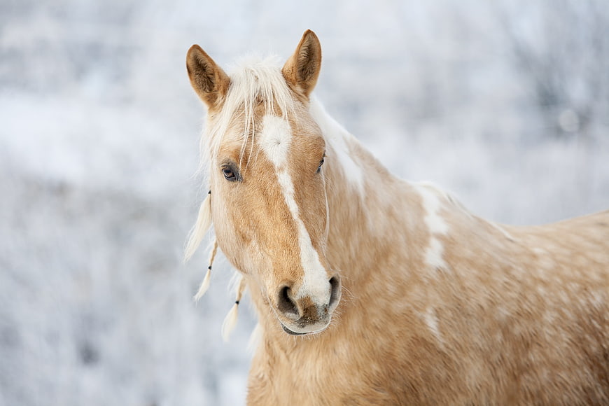 Palomino Horse Portrait in Snowy Winter Landscape