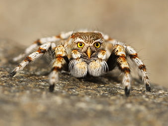 Close-up macro of a jumping spider with yellow eyes